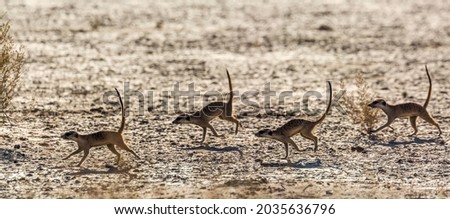 Four Meerkats running in dryland in Kgalagadi transfrontier park, South Africa; specie Suricata suricatta family of Herpestidae