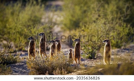 Meerkat family standing in alert in backlit at dawn in Kgalagadi transfrontier park, South Africa; specie Suricata suricatta family of Herpestidae Royalty-Free Stock Photo #2035636826