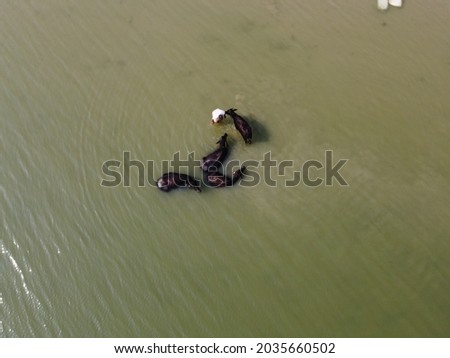 bathing water buffaloes  (Bubalus bubalis) drone shot 