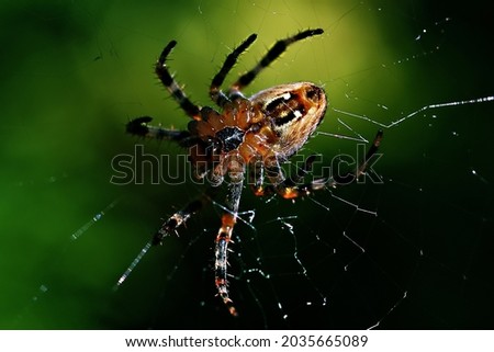 A spider is sitting on a web in close-up. Multi-colored background. Macro photo of an insect in the wild.