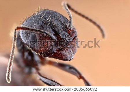 Super macro portrait of an ant. Stack macro photo. Incredible detail of the ant photo. Royalty-Free Stock Photo #2035665092