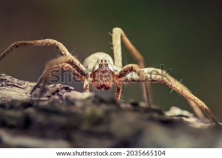 Macro of the Pisaura spider on a log. High detail. Macro photo of an insect. Royalty-Free Stock Photo #2035665104