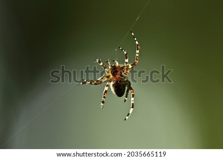 A spider is hanging on a web thread on a colored background. Macro photo of an insect in natural conditions Royalty-Free Stock Photo #2035665119