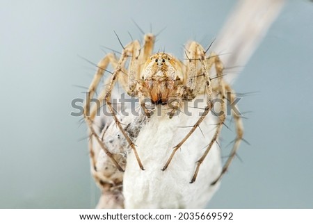 A female lynx spider sits on a large white cocoon with her offspring, the cocoon is attached to a dry blade of grass. Macro photo of an insect in nature.
 Royalty-Free Stock Photo #2035669592