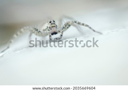 The white spider on the white stone spread all its paws. Eyes to eyes. Macrophotography of a spider insect.