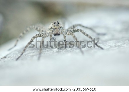 The white spider on the white stone spread all its paws. Eyes to eyes. Macrophotography of a spider insect.