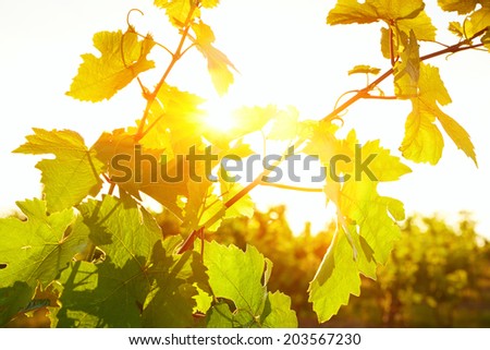 Photo of grape leaves background warm yellow sunbeam through fresh tree leaves