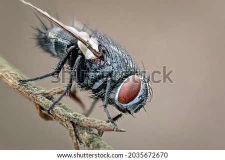 Portrait of a fly on a twig. Eyes to eyes. Macrophotography of an insect fly in its natural environment. Royalty-Free Stock Photo #2035672670