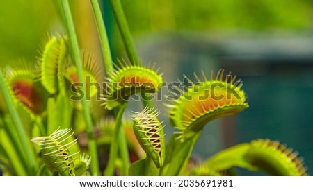 CLOSE UP, DOF: Tropical venus flytrap closes its trap and devours an unsuspecting bug exploring a botanical garden full of carnivorous plants. Dionaea muscipula closes two of its traps a to eat bugs. Royalty-Free Stock Photo #2035691981