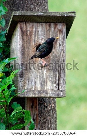 a starling and a bird house, a place for nesting