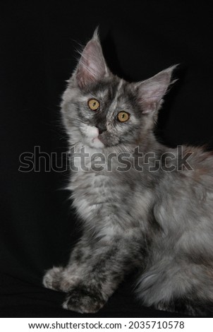 Maine Coon cat, color Tortie Silver. Is a kitten three month old, A black background behind him emphasize better his color