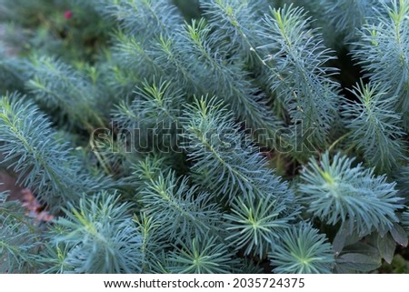 
Branches of a young juniper