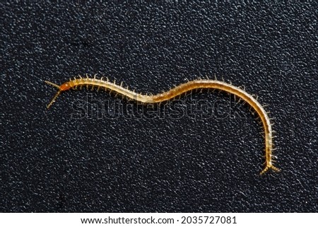 Soil centipede, Geophilomorpha on grainy black background, these animals are predators and can often be found in soil. Royalty-Free Stock Photo #2035727081