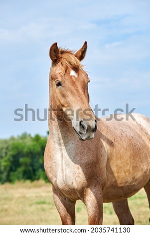 Portrait of a roan horse of the Novoolexandrian Draught breed on a pasture against blue sky Royalty-Free Stock Photo #2035741130