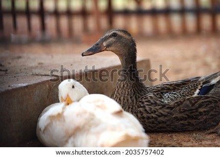 A friendship among two different kind of duck 