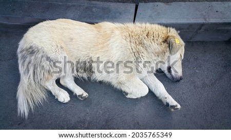 A stray white dog with a special tag or clip on the ear. Solving the problem of socialization and accounting of stray dogs. A stray Dog is lying on the street on the asphalt.