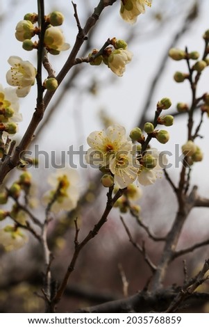 White plum blossoms blooming in the park
