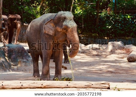 Elephant in the wild zoo