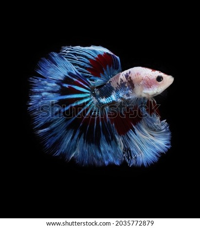 A betta fish is a small, freshwater fish that is brightly colored, has long fins, This is one of kind betta fish called Multicolor Halfmoon betta Fish.