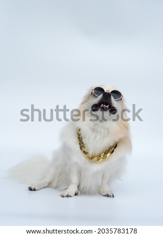 Long haired chihuahua wearing a gold necklace and sunglasses sits and looks up. White background.