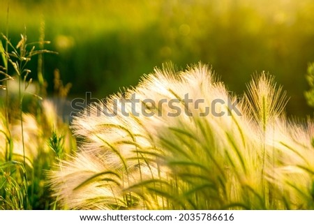 Fluffy spikelets of wild grasses on the background of the sunset