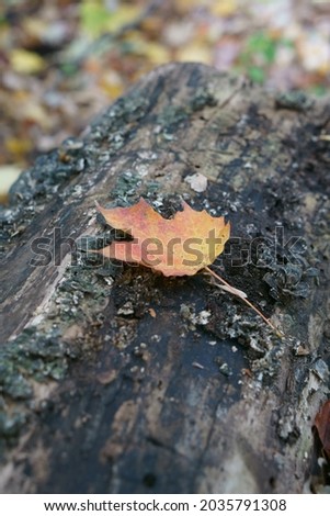 Various nature pictures, taken in the fall