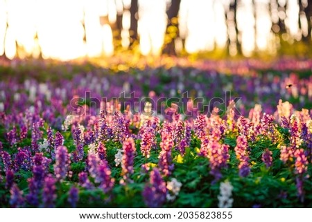 Fantastic forest is covered with Corydalis cava flowers in sunny day undercover of the tree canopy. Location place Ukraine, Europe. Soft selective focus. Spectacular photo wallpaper. Beauty of earth.