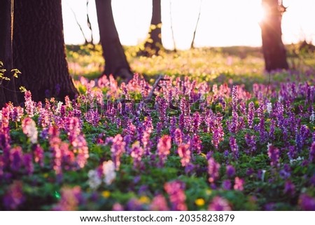 The forest is covered with Corydalis cava flowers in sunny day undercover of the tree canopy. Location place Ukraine, Europe. Soft selective focus. Picturesque photo wallpaper. Beauty of earth.