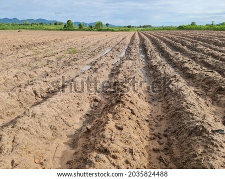 Plowed sandy soil to raise the soil into a mound in order to grow crops without drowning in rain water.  Royalty-Free Stock Photo #2035824488