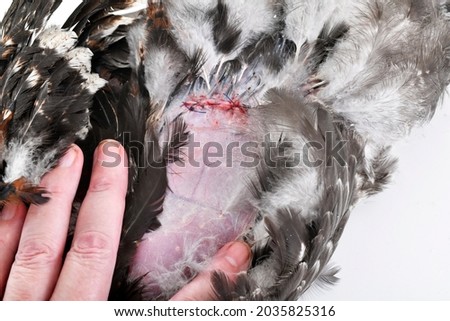 picture of caponize a rooster on white background
