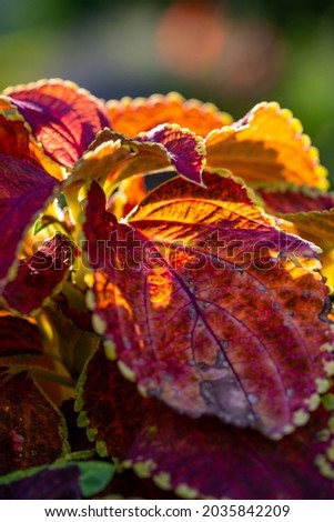 Coleus garden plant with red leaves on a green background in sunlight macro photography. Bright red Coleus blumei on a sunny summer day close-up photography.