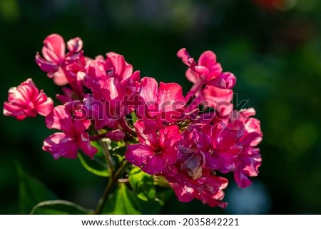 Pink blossom garden phlox macro photography on a summer sunny day. Purple little flowers close-up photo in the summer garden. A flowering plant in sunlight with pink petals floral background.