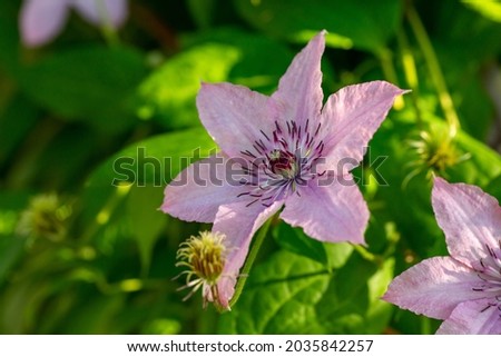 Blooming pink clematis flower on a green background in summertime macro photography. Traveller's joy garden flower with lilac petals closeup photo on a sunny summer day.