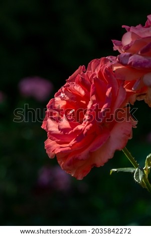 A romantic photograph of a red rose in sunset light against a dark background. Blossom red rose flower macro photography on a sunny summer day. Garden rose with scarlet petals close-up photo.