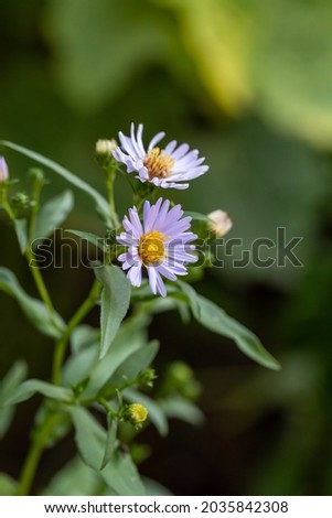 Blooming chamomile flower on a summer sunny day macro photo. Wildflowers with pink petals in the meadow close-up photo. Blossom daisies in springtime floral background.