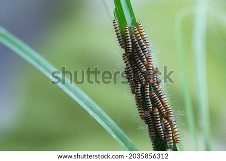 Hairy slug worm with droplets on green grass leaf in spring season,blurred background.(Calliteara pudibunda)