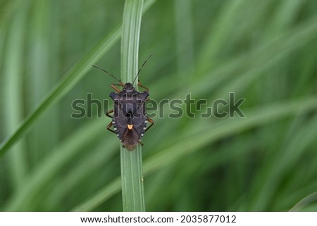 a dark brown bedbug crawls on a narrow leaf of grass
