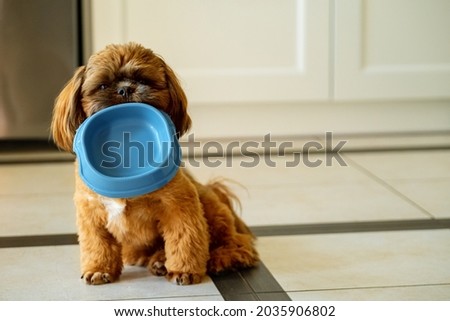  Hungry Shih Tzu puppy holding an empty bowl. Background with text space. Royalty-Free Stock Photo #2035906802