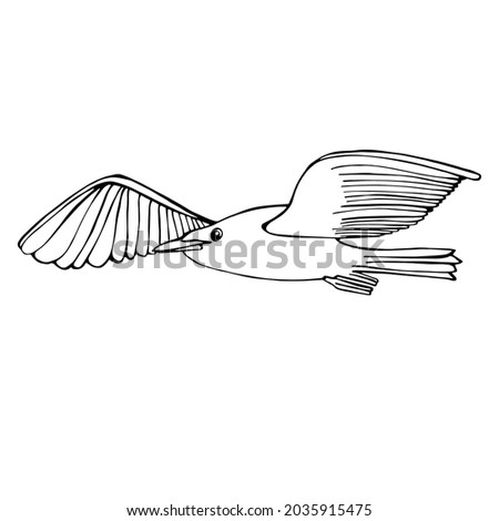Seagull, White big bird. Sea bird. Coloring book for children and adults. For textiles, design, paper. Hand graphics, isolate on white. 