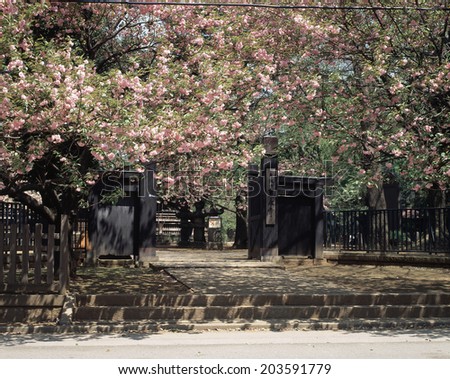 An Image of Cherry Blossoms