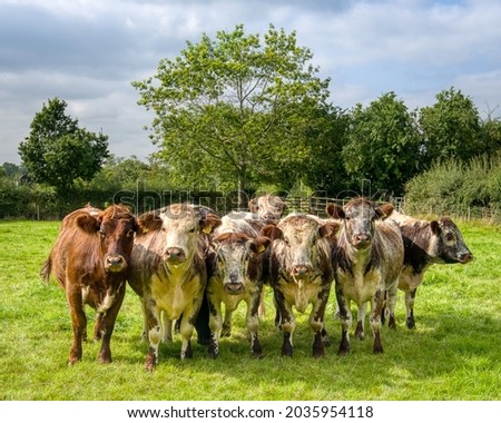 A small herd of rare breed Shorthorn cattle Royalty-Free Stock Photo #2035954118