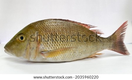 Fresh Emperor Fish isolated on a White Background.Selective focus. Royalty-Free Stock Photo #2035960220