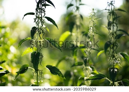 Green leaves and flowers of stinging nettle outdoors