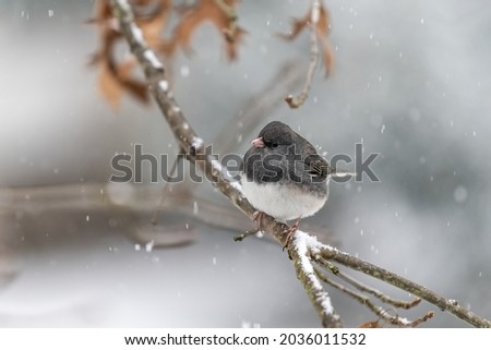 Cute dark-eyed junco bird closeup perched sitting on oak tree during winter snow in Virginia puffed up feathers from cold