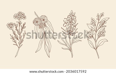 Hand drawn waxflower, blue gum eucalyptus, grevillea, wattle. Sketch Australian native flowers and plants.  Royalty-Free Stock Photo #2036017592