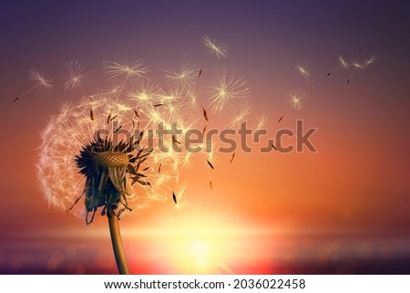 Beautiful fluffy dandelion and flying seeds outdoors at sunset  Royalty-Free Stock Photo #2036022458