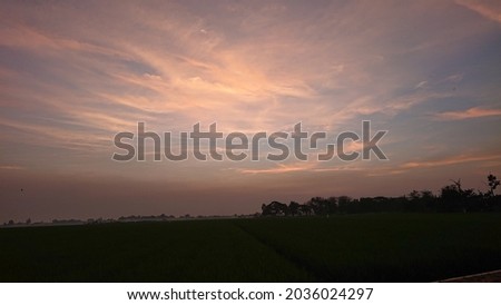 sunset background in the rice fields

