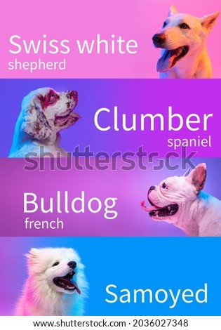 Collage made of popular purebred dogs isolated over multicolored neon background. Set of large and small animals with signs of breed names. Close-up. Concept of beauty, pets love, show, animal life. Royalty-Free Stock Photo #2036027348