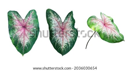 Isolated heart of jesus leaf with clipping paths.