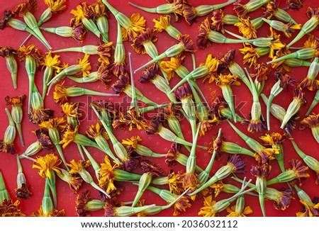 A lot of dried flowers with yellow and bard petals lie on a red surface, herbarium